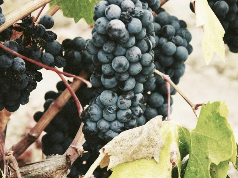 چاکراشناسی کاربردی: نحوه تشخیص و رفع انسدادهای انرژی در بدن